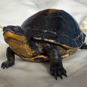 Blanding's Turtle (2) item