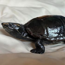 Eastern Musk Turtle (2) item