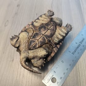 Common Snapping Turtle (3) item