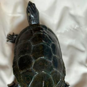 Northern Map Turtle (2) item