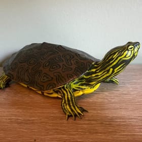 Northern Map Turtle (4) item