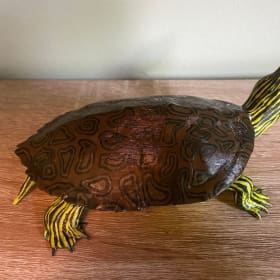 Northern Map Turtle (4) item