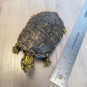 Northern Map Turtle (5) item