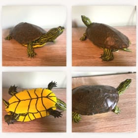 Northern Map Turtle (3) item