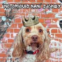 #17 "Notorius Nani" Dickey item
