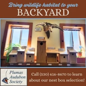 LARGE Bird Box item