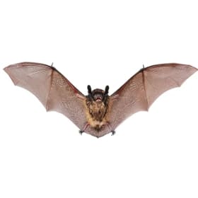 Bat Box item