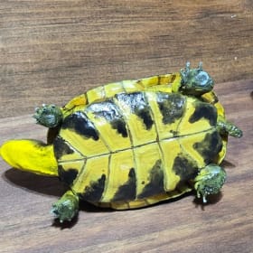 Blanding's Turtle (3) item