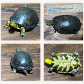 Blanding's Turtle (4) item