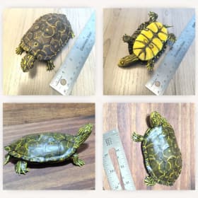 Northern Map Turtle (6) item