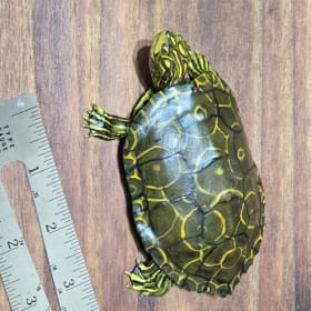 Northern Map Turtle (6) item