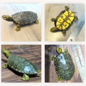 Northern Map Turtle (5) item