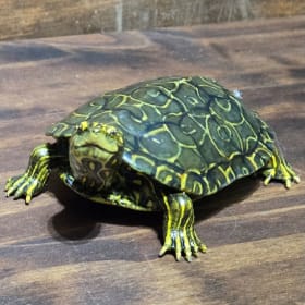 Northern Map Turtle (5) item
