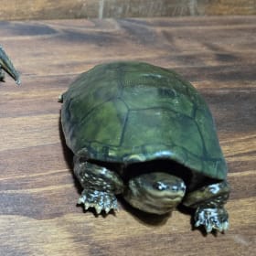 Common Snapping Turtle (3) item