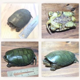 Common Snapping Turtle (2) item
