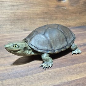 Eastern Musk Turtle (3) item