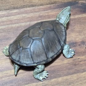 Eastern Musk Turtle (3) item