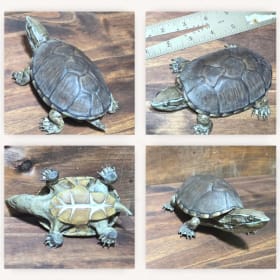 Eastern Musk Turtle (4) item