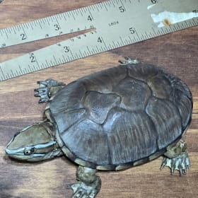 Eastern Musk Turtle (4) item