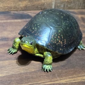 Blanding's Turtle (4) item