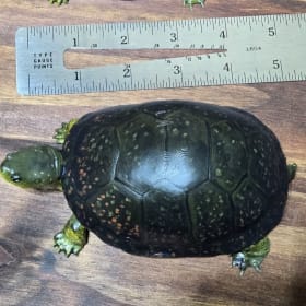Blanding's Turtle (4) item
