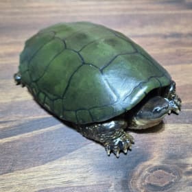 Common Snapping Turtle (2) item