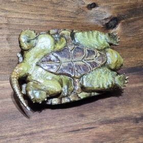 Common Snapping Turtle (2) item