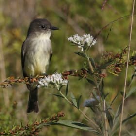 Eastern Phoebe item