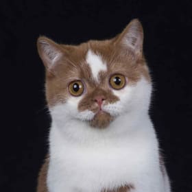 RW McSmitten Maximus of Muzzbecatz - Kera Amos item