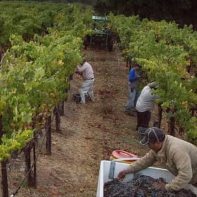 The Wine Train (Bid or Buy Now- Price Adj.) item
