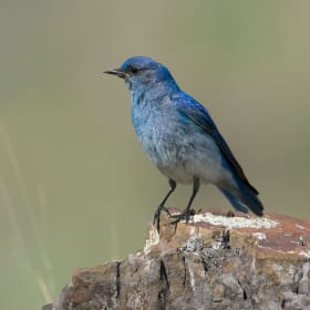 Birding Trip with Rich del Carlo item