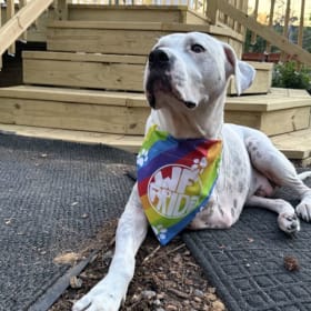 Dog Bandana (Small) item