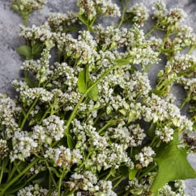 Baker Creek: Herbs and Flowers & Seed Binder (Value $38) item