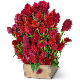 Baker Creek Seeds: Around the World Basket (Value $48) item