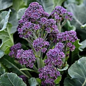 Baker Creek Seeds: Around the World Basket (Value $48) item