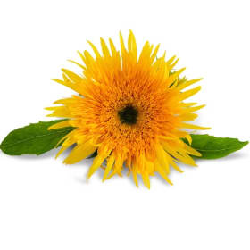 Baker Creek Seeds: Flower Power Basket (Value $44.75) item
