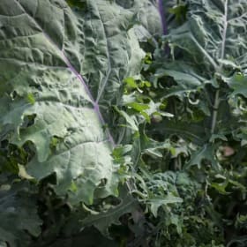 Baker Creek Seeds: Garden Classics Basket (Value $47) item