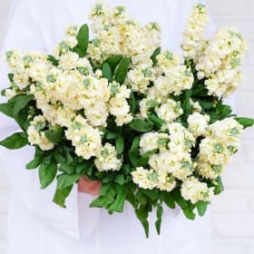 Baker Creek: Herbs and Flowers & Seed Binder (Value $38) item