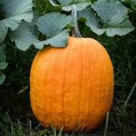 Baker Creek Seeds: Garden Classics Basket (Value $47) item