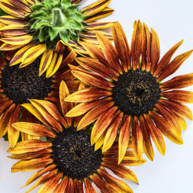 Baker Creek Seeds: Rainbow Harvest Basket (Value $47.50) item