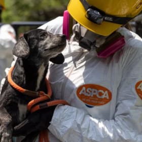 Behind the Scenes at the ASPCA Recovery & Rehabilitation Cen item
