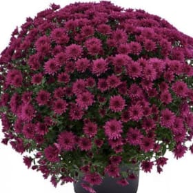 Purple Mum item