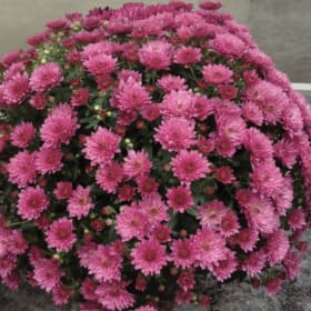 Pink Mum item