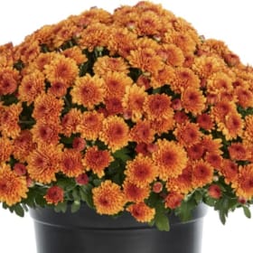 Orange Mum item