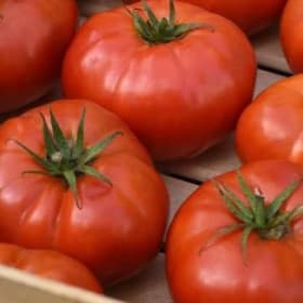 Red Ripe Tomatoes item