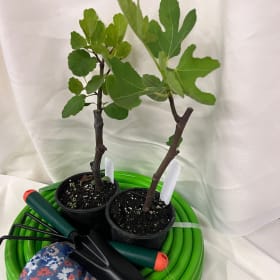 Photo of Fig Tree Saplings and Garden tools