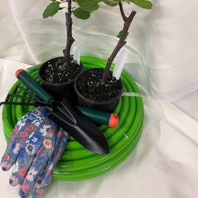 Photo of Fig Tree Saplings and Garden tools