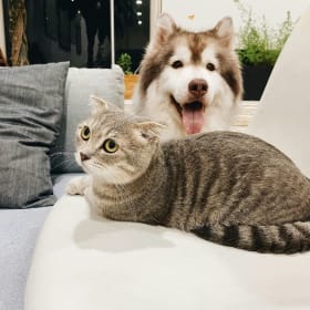 Pet Sitting item