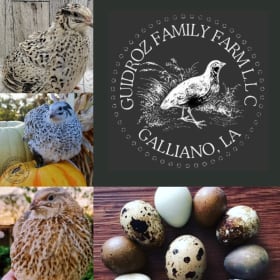 200 Quail Hatching Eggs by Guidroz Family Farm item
