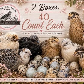 40 Quail Hatching Eggs-Sparkle & Cluck Farms Set #1 item
